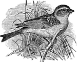 "Spizella domestica. Chipping Sparrow. Chipping Bird or Chippy. Hair-bird. Bill black; feet pale; crown chestnut; extreme forehead black, usually divided by a pale line; a grayish-white superciliary line; below this a blackish stripe through eye and auriculars; lores dusky. Below, a variable shade of pale ash, nearly uniform and entirely unmarked; back streaked with lack, dull bay and grayish-brown; inner secondaries and wing-coverts similarly variegated, the tips of the greater and median coverts forming whitish bars; rump ashy, with slight blackish streaks or none; primaries and tail-feathers dusky, with paler edges." Elliot Coues,1884
