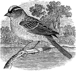 "Zonotrichia leucophrys. White-browned Crown Sparrow. Crown pure white, enclosing on either side a broad black stripe that meets its fellow on the forehead and descends the lores to the level of the eyes, and bounded by another narrow black stripe that starts behind the eye and curves around the side of the hind-head, nearly meeting its fellow on the nape; edge of under eyelid white. Or, we may say, crown black, enclosing a median white stripe and two lateral white stripes, all confluent on the hind head. No yellow anywhere. General color a fine dark ash, paler below, whitening insensibly on chin and belly, more brownish on the rump, changing to dull brownish white. No bright bay, like that of albicollis, anywhere, except some edging on the wing-coverts and inner secondaries; middle and greater coverts tipped with white, forming two bars. Bill and feet reddish." Elliot Coues, 1884