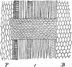 "Longitudinal radial section through the wood of a branch of maple one year old: P, pith; B, bark." -Century, 1889 In botany, Medullary rays refer to a characteristic found in woods. In this context the term refers to radial sheets or ribbons extending vertically through the tree across and perpendicular to the growth rings. Also called pith rays or wood rays, these formations of primarily parenchyma cells allow the radial transmission of sap.
