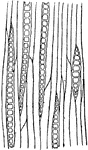 "Longitudinal tangential section of [maple], showing the ends of the medullary rays." - Century, 1889