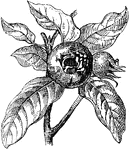 The Common Medlar (Mespilus germanica) is a large shrub or small tree, and the name of the fruit of this tree. Despite its Latin name, which means German or Germanic Medlar, it is indigenous to southwest Asia and possibly also southeastern Europe, and was introduced to Germany by the Romans.