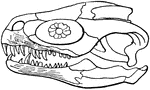An illustration of the skull of a megalosaurus. Megalosaurus is a genus of large meat-eating theropod dinosaurs of the Middle Jurassic period (Bathonian) of Europe (Southern England, France, Portugal). It is significant as the first genus of dinosaur (outside of birds) to be described and named.