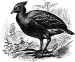 The megapodes, also known as incubator birds or mound-builders, are stocky, medium-large chicken-like birds with small heads and large feet in the family Megapodiidae. Their name literally means large foot and is a reference to the heavy legs and feet typical of these terrestrial birds. All are browsers, all but the Malleefowl occupy wooded habitats, and most are brown or black colored. Megapodes are superprecocial, hatching from their eggs in the most mature condition of any birds. They hatch with open eyes, with bodily coordination and strength, with full wing feathers and downy body feathers, able to run, pursue prey, and, in some species, fly on the same day they hatch.