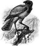 An illustration of a chanting hawk.