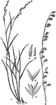An illustration of melica grass; "2, The panicle. a, a spikelet; b, the empty glumes; c, a flowering glume, side view; d, the same back view." -Century, 1889 Melica is a genus of perennial grasses known generally as melic or melic grass. They are found in most temperate regions of the world. They are clumping grasses with long, erect stems bearing spikelets of papery grass flowers. Some species of melic have corms and are sometimes called oniongrass.