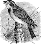 "Spiza americana. Black Throated Bunting. Above, grayish-brown, the middle of the back streaked with black, the hind neck ashy, becoming on the crown yellowish-olive with black touches. A yellow superciliary line, and maxillary touch of the same; eyelid white; ear-coverts ashy like the cervix; chin white; throat with a large jet-black patch. Under parts in general white, shaded with gray on the sides, extensively tinged with yellow on the breast and belly. Edge of wing yellow; lesser and middle coverts rich chestnut, other coverts and inner secondaries edged with paler. Bill dark horn-blue; feet brown." Elliot Coues, 1884