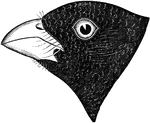 "Zamelodia. Song Grosbeak. Bill extremely heavy, with the lower mandible as deep as the upper or deeper, the commissural angle strong, far in advance of the feathered base of the bill, the rictus overhung with a few long stiff bristles. Wing with outer 4 primaries abruptly longer than 5th. Tail shorter than wing, even or scarcely rounded. Feet short and stout. Embracing two larger species, of beautiful and striking colors, the sexes dissimilar. Male black and white, with carmine-red or orange-brown; Female otherwise, but with lining of wings yellow. Brilliant songsters; nest in trees and bushes; eggs spotted." Elliot Coues, 1884