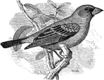 "Guiraca caerulea. Blue Grosbeak. Adult male: Rich dark blue, nearly uniform, but darker or blackish across middle of back; feathers around base of bill, wings and tail, black; middle and greater wing-coverts tipped with chestnut; bill dark horn-blue, paler below; feet blackish." Elliot Coues, 1884