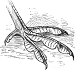 "Fig. 53 shows the lobate foot of a coot. In the lobate foot, a paddle results not from connecting webs, but from a series of lobes or flaps along the sides of the individual toes; as in the coots, grebes, phalaropes, and sun-birds. Lobation is usually associated with semipalmation, as is well seen in the grebes (Podicipedidae). In the snipe-like pharalopes (Phalaropodidae), lobation is present as a modification of a foot otherwise quite cursorial. The most emphatic cases of lobation are those in which each joint of the toes has its own flap, with a free convex border; the membranes as whole therefore present a scolloped outline." Elliot Coues, 1884