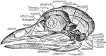 "Fig. 62 Skull of common fowl, enlarged. from nature by Dr. R.W. Shufeldt, U.S.A. The names of bones and some other parts are printed, requiring no explanation; but observe the following points: The distinction of none of the bones composing the brain-case (the upper back expanded part) can be found in a mature skull. The brain is contained between the occipital, sphenoidals, squamosals, parietals and part of frontal; the ethmoidals belong to the same group of cranial bones proper. All other bones, excepting the three otic ear-bones, are bones of the face and jaws. The lower jaw, of five bones, is drawn detached; it articulates by the black surface marked articular with the prominence just above- the quadratic bone. Observe that from this quadrate a series of bones quadrato-jugal, jugal, maxillary-makes a slender rod running to the premaxillary; this is the zygoma, or jugal bar. Observe from the quadrate also another series, composed of pterygoid and palatine bones, to the premaxillary; this is the pterygo-palatine bar; it slides along a median fixed axis of the skull, the rostrum, which bears the loose vomer at its end. The under mandible, quadrate, pterygoid, and vomer are the only movable bones of this skull. But when the quadrate rocks back and forth, as it does by its upper joint, its lower end pulls and pushes upon the upper mandible, by means of the jugal and pterygo-palatine bars, setting the whole scaffolding of the upper jaw in motion. This motion hinges upon the elasticity of the bones of the forehead, at the thin place just where the reference-lines from the words "lacrymal" and "mesethmoid" cross each other. The dark oval space behind the quadrate is the external orifice of the ear; the parts in it to which the three reference-lines go are diagrammatic, not actual representations; thus, the quadrate articulates with a large pro-otic as well as with the squamosal. The great excavation at the middle of the figure, containing the cirlet of the unshaded bones, is the left orbital cavity, orbit, or socket of the eye. The mesethmoid includes most of the background of this cavity, shaded diagonally. The upper one of the two processes of bone extending into it from behind is post-frontal or sphenotic process; the under one (just over the quadrate) is the squamosal process. A bone not shown, the presphenoid, lies just in front of the oval black space over the end of basisphenoid. This black oval is the optic foramen, through which the nerve of sight passes from the brain-cavity to the eye. The black dot a little behind the optic foramen is the orifice of exit of a part of the trifacial nerve. The black mark under the letters "on" of the word "frontal" is the olfactory foramen, where the nerve of smell emerges from the brain-box to go to the nose. The nasal cavity is the black space behind nasal and covered by that bone, and in the oval blank before it. The parts of the beak covered by horn are only premaxillary, nasal, and dentary. The condyle articulates with the first cervical vertebra; just above it, not shown, is the foramen magnum, or great hole through which the spinal medulla, or main nervous cord, passes from the spinal column. The basioccipital is hidden, excepting its condyle; so is much of the basisphenoid. The prolongation forward of the basisphenoid, marked "rostrum," and bearing the vomer at its end, is the parasphenoid, as far as its thickened under border is concerned. Between the fore end of the pterygoid and the basisphenoidal rostrum, is the site of the basipterygoid process, by which the bones concerned articulate by smooth facets; further forward, the palatines ride freely upon the parasphenoidal rostrum. In any passerine bird , the vomer would be thick in front, and forked behind, riding like the palatine upon the rostrum. The palatine seems to run into the maxillary in this view; but it continues on to premaxillary. The maxillo-palatine is an important bone which cannot be seen in the figure because it extends horizontally into the paper from the maxillary about where the reference life "maxillary" goes to that bone. The general line from the condyle to the end of the vomer is the cranial axis, basis cranii, or base of the cranium. This skull is widest across the post-frontal; next most so across the bulge of the jugal bar." Elliot Coues, 1884