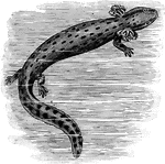 The Common Mudpuppy (Necturus maculosus) is a species of aquatic salamander found throughout the northeastern United States, and parts of Canada. Mudpuppies prefer shallow water with many places to hide, but have been found at depths of up to 90 feet. The mating season is late autumn, however eggs are not laid until late spring when 50 to 100 eggs are deposited in a nest cavity under a rock or other object. It takes 1 to 2 months for the eggs to hatch and 4 to 6 years for the young to reach maturity. Mudpuppies may live for up to 20 years.