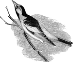 "Icterus bullocki. Bullock's Oriole. Adult male: Similarly black and orange, the orange invading the sides of the head and neck and the forehead, leaving only a narrow space on the throat, the lores, and a line through the eye, black; a large continuous white patch on the wing, formed by the middle and greater coverts. Larger than Baltimore." Elliot Coues, 1884