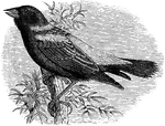 "Dolichonyx oryzivorus. Bobolink. Meadow-wink. Skunk Blackbird (Northern States), Reed-bird (Middle States), Rice-bird (Southern States). Male, in breeding plumage: Black; cervix buff; scapulars, rump and upper tail-coverts ashy-white; interscapulars streaked with black, buff, and ashy; outer quills edged with yellowish; bill blackish-horn; feet brown. The faultless full dress of black, white, and buff is worn only for a brief period; and even in spring and summer, most males are found to have yellowish touches in the black, especially of the under parts. The "delirious song" is only heard while the males re trooping their way to their breeding-grounds, and before the midsummer change of feather." Elliot Coues, 1884