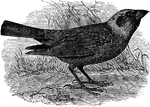 "Molothrus ater. Common Cowbird. Cuckold. male Adult: Lustrous green-black, with steel-blue, purple, and violet iridescence. head and neck deep wood-brown, with some purplish lustre. Bill and feet black." Elliot Coues, 1884