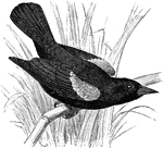 "Agelaeus phoeniceus. Blackbird. marsh Blackbird. Red-winged Blackbird. Red-and-buff-shouldered marsh Blackbird. Male: Lesser wing-coverts scarlet, like arterial blood, broadly bordered by brownish-yellow, or brownish-white, the middle row of coverts being entirely of this color; sometimes the greater row, likewise, are mostly similar, producing a patch on the wing nearly as large as the red one; occasionally, there are traces of red on the edge of the wing and below; in some specimen the bordering is almost pure white, instead of buff." Elliot Coues, 1884