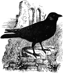 "Corvus monedul. Jackdaw. The species throughout uniform lustrous black, including the bill and feet; nasal bristles about half as long as the bill, which exhibits the typical cultrirostral style. Nostrils large, but entirely concealed. Wings much longer than tail, folding about to its end. Several outer primaries sinuate-attenuate on inner webs. Tail rounded, with broad feathers, sinuate-truncate at ends, with mucronate shafts. Feet stout; tarsus more or less nearly equal to middle toe and claw, roughly scutellate in front, laminar behind, with a set of small plates between." Elliot Coues, 1884