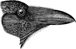 "Corvus corax. American Raven. Feathers of throat somewhat stiffened, lengthened, pointed, lying loose from one another; those of neck with gray downy bases, as elsewhere on the body. Color entirely lustrous black, with chiefly purplish and violet burnishing." Elliot Coues, 1884