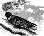 "Antrostomus vociferus. Whippoorwill. Night-jar. Upper parts variegated with gray, black, whitish, and tawny; prevailing tone gray; black streaks sharp on the head and back, the colors elsewhere delicately marbled, including the four median tail-feathers; wings and their coverts with bars of rufous spots; lateral tail-feathers black, with large white (male) or small tawny (female) terminal spaces; a white (male) or tawny (female) throat-bar. Adult male: Assuming stone-gray as the ground-color of the upper parts: Crown with a purplish cast, heavily dashed lengthwise with black; back darker, with smaller streaks; tail beautifully marbled with slate-gray and black tending crosswise on the 4 middle feathers; scapulars with bold black centre-fields set in frosty marbling; hind neck with white specks, as if continued around from the white throat-bar. Primaries black, with a little marbling at their ends, fully broken-barred with tawny-reddish; no white spaces. Three lateral tail-feathers mostly black, with pure white terminal spaces 1-2 inches long. Under parts quite blackish, on the breast powdered over with hoary-gray, more posteriorly marbled with gray and tawny, tending crosswise. Lores and ear-coverts dark brown. It is only in perfect plumage that the colors are as slaty and frosty as described; ordinarily more brown and ochrey." Elliot Coues, 1884