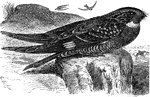"Chordediles poptue. Night-hawk. Bull-bat. Above, mottled with black, brown, gray and tawny, the former in excess; below from the breast transversely barred with blackish and white or pale fulvous; throat with a large white (male) or tawny (female cross-bars tail blackish, with distant pale marbled cross-bars and a large white spot (wanting in the female) on one or both webs of nearly all the feathers toward the end; primaries dusky, unmarked except by one large white spot on outer five, about midway between their base and tip; secondaries like primaries, bit with whitish tips and imperfect cross-bars. Sexes nearly alike: Female with the white spaces on the quills, but that on the tail replaced by tawny or not evident." Elliot Coues, 1884