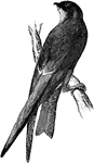 "Nephaecetes niger borealis. Northern Black Cloud Swift. Entire plumage sooty-black, with slight greenish gloss, little below than above, the feathers of head and belly with grayish edges. A velvety black area in front of eye; forehead hoary; eye-lids partly naked. Bill black; feet probably dusky-purplish in life." Elliot Coues, 1884