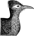 "Geococcyx californianus. Ground Cuckoo. Chaparral Cock. Road Runner. Snake Killer. Paisano. Most of the feathers of the head and neck bristle-tipped; a naked area around eye; crown crested; plumage course. Above, lustrous bronzy or coppery-green, changing to dark steel-blue on the head and neck, to purplish-violet on the middle tail-feathers; everywhere except on rump conspicuously streaked with white, mixed with tawny on the head, neck, and wings - this white and buff streaking consisting of the edges of the feathers, which are frayed out, fringe-like, producing a peculiar effect. Breast, throat and sides of neck mixed tawny-white and black; other under parts dull soiled whitish. Primaries white, tipped and with oblique white space on outer webs. Lateral tail-feathers steel-blue with green violet reflections, their outer webs fringed part way with white, their tips broadly white. Lower back and rump, where covered by the folded wings, dark colored and unmarked; under surface of wings sooty-brown. Bare space around eye bluish and orange. Bill dark horn-color; feet the same, the larger scales yellowish." Elliot Coues, 1884
