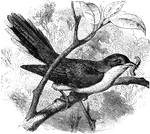 "Coccygus americanus. Yellow-billed Cuckoo. Bill black, extensively yellow below and on the sides of upper mandible. Feet dark plumbeous. Above, satiny olive-gray. Below, pure white. Wings extensively cinnamon-rufous on inner webs of the quills. Central tail-feathers like the back; the rest black with large white tips, the outermost usually also edged with white. Very constant in color, the chief variation being in extent and intensity of the cinnamon on the wings, which sometimes shows through when the wings are closed, and even tinges the coverts. Young differ chiefly in having the white ends of the tail-feathers less trenchant and extensive, the black not so pure; this state approaches the condition of erthrophthalmus, but does not match it." Elliot Coues, 1884