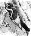 "Campephilus principalis. Ivory-billed Woodpecker. Glossy blue-black; a stripe down side of neck, one at base of bill, the scapulars, under wing-coverts, end of secondaries and of inner primaries, the bill and nasal feathers white; feet grayish-blue; iris yellow. A long pointed crest, in the male scarlet faced with black, in the female black." Elliot Coues, 1884