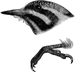 "Picus scalaris nutalli. Nuttall's Woodpecker. Similar; rather larger' more white, this prevailing on the back over the black bars; nape chiefly white; nasal tufts white; lateral tail-feathers, especially, sparsely or imperfectly barred. The Californian coast race, differing decidedly in some respects, and constantly; but connected with general series of ladder-backs. Barring restricted to the back proper, the hind neck being black, succeeded anteriorly by a white space adjoining the red, wanting in scalaris, where red joins black. Red chiefly confined to the occiput, the rest of the crown black, spotted with white. Lateral tail-feathers white, not barred throughout, having not 1-3 black bars, all beyond their middles, all but the terminal one of these broken. White postocular stripe running into the white nuchal area, but cut off from the white of the shoulders. White maxillary stripe enclosed in black as in scalaris, but this black continuous with the cervical black patch, which is not the case in scalaris. No Smoky-brown state of the under parts observed." Elliot Coues, 1884