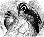 "Pico&iuml;des. Three-toed Woodpeckers. Three-toed: the hallux (1st toe) absent, the 4th toe reversed as usual in the family. Bill as in Picus proper, about as long as the head, stout, straight, with bevelled end and lateral ridges, and nasal tufts hiding the nostrils; very broad and much depressed at base, with the lateral ridges very low down, in most of their length close to and parallel with commissure; nostrils very near commissure; gonys about as long as from nostrils to end of bill. Wings very pointed; 1st quill spurious; 2d between 6th and 7th in length. Crown with a square yellow patch in the male; sides of head striped, of body barred, with black and white; under parts otherwise white; quills but not coverts with white spots; tail-feathers unbarred, the outer white, the central black. All the species of this genus are unquestionably modified derivatives of one circumpolar stock; the American seem to have become completely differentiated from the Asiatic and European, and further divergence seems to have perfectly separated arcticus from americanus; but dorsalis and americanus are still linked together. Elliot Coues, 1884