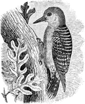 "Centurus carolinus. Red-bellied Woodpecker. Whole crown and nape scarlet in the male; nape only so in the female. Sides of head, and under parts, grayish-white, usually with a yellow shade, reddening on the belly; tail black, one or two outer feathers white-barred; inner web of central feathers white with black spots, outer web of the same black with a white space next the shaft for most of its length; white predominating on the rump. Bill and feet dusky plumbeous. Iris red." Elliot Coues, 1884