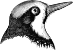 "Melanerpes formicivorus bairdi. Californian Woodpecker. Glossy blue-black; rump, bases of all the quills, edge of the wing, and under parts from the breast, white; sides with sparse black streaks; forehead squarely white, continuous with a stripe down in front of hte eyes and thence broadly encircling the throat, there becoming yellowish; this cuts off the black around base of bill and on the chin completely; crown in the male crimson from the white front, in the female separated from the white by a black interval; frequently a few red feathers in the black breast-patch, which is not sharply defined behind, but changes by streaks into the white of the belly. Bill black; eyes white, often rosy, creamy, yellowish, milky, bluish, or brown." Elliot Coues, 1884