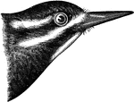 "Sphyropicus thyroides. Brown-headed Woodpecker. Black-breasted Woodpecker. Red-throated Woodpecker. Williamson's Woodpecker. Adult: Glossy black, including all the tail-feathers. Belly gamboge yellow. A narrow scarlet patch on the throat. Upper tail-coverts, a broad oblique bar on the wing-coverts, a post-ocular stripe, a stripe from nostrils below eye and ear, and small, in part paired, spots on the quills, white. Lining of wings, sides of body, flanks and crissum varied with white, leaving the black in bars and cordate spots. Bill slate-color; feet greenish-gray; iris reddish-brown." Elliot Coues, 1884