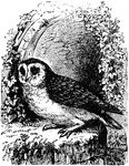 "Aluco flammeus pratincola. Barn Owl. above, including upper surfaces of wings and tail, tawny, fulvous, or orange-brown delicately clouded or marbled with ashy and white, and dotted with blackish, sometimes also with white; suck marking resolved, or tending to resolve, into four or five bars of dark mottling on the wings and tail. below, including lining of wings, varying from pure white to tawny, ochrey, or fulvous, but usually paler than the upper parts and dotted with small but distinct blackish specks. Face varying from white to fulvous or purplish-brown, in some shades as if stained with claret, usually quite dark or even black. About the eyes, and the border of the disc, dark brown. Thus extremely variable in tone of coloration, but the pattern more constant, while the generic characters render the bird unmistakable. Nestlings are covered with fluffy white down." Elliot Coues, 1884