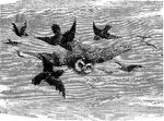 An adult owl being mobbed by a group of smaller birds. Mobbing occurs when smaller birds, in fear, will swarm in an attack other birds.