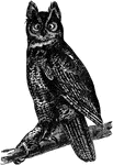"Bubo virginianus. Great Horned Owl. Hoot Owl. Cat Owl. Distinguished by its large size and conspicuous ear-tufts, our other species of similar stature being tuftless or nearly so. Plumage varying interminably, no concise description meeting all its phases. A white collar on the throat is the most constant color-mark. On the upper parts, the under-plumage tawny, but so overlaid with course mottling of blackish and white, that it shows chiefly on the head, nape, and scapulars; the mottling chiefly transverse, and resolving into 7-9 continuous or broken bars on the wings and tail. Under parts white, indefinitely tawny-tinged, and for the most part barred crosswise with blackish, changing on the fore breast to ragged and rather lengthwise blotches. Feathering of feet nearly plain tawny. Ear-tufts black and tawny; a dark mark over eye; border of the facial disc black, the face white or tawny, but the feathers mostly black shafted. Bill and claws black; iris yellow; pupil always circular; when fully dilated as large as a finger-ring, contractile to the size of a pea." Elliot Coues, 1884