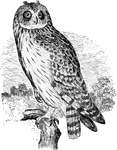 "Asio accipitrinus. Short-eared Owl. Marsh Owl. Ear-tufts inconspicuous, much shorter than middle toe and claw, few-feathered. First and 2d primaries emarginate on inner webs. Above, completely variegated, chiefly in streaks, with fulvous or tawny, and dark brown; breast much the same, but other under parts paler ochrey, usually bleaching on the belly, which in sparely but sharply streaked (never barred) with dark brown; feet pale tawny or whitish, usually immaculate; lining of wings interruptedly whitish. Wing-quills varied, mostly in large pattern, and tail pretty regularly barred (about 5 bars) with the two colors of the upper parts. Facial area white or nearly so, but with a large black eye-patch; the disc minutely speckled with fulvous and blackish, bordered with white internally and usually having a blackish patch behind the ear; radiating feathers of the oper-culum streaked with blackish and fulvous. Iris bright yellow; bill and claws dusky-bluish; the naked granular soles yellowish. The ear-opening of this species is extremely large, being two inches or more across the longest way." Elliot Coues, 1884