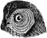 "Strix nebulosa. Barred Owl. Hoot Owl. American Wood Owl. Toes fully feathered, nearly or quite to the claws, which are blackish; bill yellow; iris black. Of medium size in this genus. Markings of back and breast in cross-bars, of belly in lengthwise stripes. Above, umber-brown or liver-color, everywhere with white or tawny, or both; breast the same; on the belly the pattern changing abruptly to heavy dusky shaft-stripes on a white or tawny ground; crissum the same; feet speckled with dusky; wings and tail like the back or rather darker, regularly barred with gray, light brown or tawny, some of the bars usually making white spots at their ends, and the markings of the wing-coverts rather in spots than bars. Lining of wings tawny, with some dusky spotting. Facial disc set in a frame of black and white specks, with blackened eye-lids, and obscurely watered with lighter and darker colors in rings around the eye as a centre, the bristly feathers about the bill mixed black and white, or white at base, blackened terminally. A notably large and somewhat impressive owl of Eastern North America, common in woodland of the U.S. especially southerly; not known to range much north of the U.S. though occurring in parts of Canada, and not reported from the West, where apparently replaced by S. occidentalis." Elliot Coues, 1884