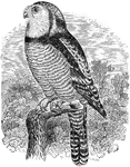 "Surnia funerea. American Hawk Owl. Day Owl. Bill and eyes yellow; claws brownish-black. Upper parts bistre-brown, darkest and almost blackish on the head, where profusely spotted with small round white mark, to which succeeds a nuchal interval less spotted or free from spots, then an area of larger and lengthened spots; scapulars profusely spotted with white in large pattern, forming a scapular bar as in Scops; back and wing-coverts more or less spotted with white also; primaries and secondaries with with white spots in pairs on opposite edges of the feathers. Tail broken-barred with white or pale gray, usually narrowly and distinctly, on one or both webs, and tipped with the same; but there is great individual variation in this respect, as may also be said of the amount and character of the spotting of the upper parts. Under parts from the breast backward, including the crissum, closely and regularly cross-barred with rich reddish-brown, or even reddish-brown, or even reddish-black, upon a white ground, the alternating bars of color usually of about equal widths - if anything, the white the broadest.