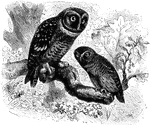 "Nyctala - Saw-whet Owls. Skull and ear-parts highly unsymmetrical, the the latter of great size, and fully operculate. Head very large (as in Strix), without plumicorns; facial disc complete, with centric eye. Nostril at edge of the cere, which is inflated or not. Tail from 1/2 to 2/3rds as long as the wing, rounded. Third and 4th primaries longest; 1st quite short; 2 or 3 emarginate on inner webs. Feet thickly and closely feathered to the claws. In this interesting genus the ear-parts are of great size, and reach the extreme of asymmetry, the whole skull seeming misshapen." Glaucidium. Gnome Owls. Sparrow Owls. Pygmy owls. Size very small. Head perfectly smooth; no plumicorns; ear-parts small, non-operculate; facial disc very incomplete, the eye not centric. Nostril circular, opening in the tumid cere; bill robust. Tarsus fully and closely feathered, but toes only bristly for the most part. Wings short and much rounded, the 4th primary longest, the 1st quite short, the 3 outer ones emarginate, and next one or two sinuate. Tail long, about 3/4ths as long as the wing, even or nearly so. Claws strong, much curved. A large genus of very small owls, mostly of tropical countries. The numerous species, chiefly of warm parts of America, are in dire confusion, but the only two known to inhabit N. Am. are well determined. The plumage of many or most species is dichromatic, as in Scops, there being a red and a gray phase independently of age, season, or sex; but the red is not known to occur in our G. gnoma. The upper parts are marked with spots or lines; bars, or rows of spots, cross the wings and tail; the under parts are streaked; there is a cervical collar." Elliot Coues, 1884