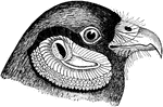 "Circinae. Harriers. Face surrounded with an incomplete ruff (as in most owls); orifice of ear about as large as the eye, and in some cases at least with a decided conch (in this picture). Bill rather weak, not toothed or notched. Bill thickly beset with many curved radiating bristles surpassing in length the cere, which is large and tumid; tomia lobed or festooned, but neither toothed nor notched. Nostrils ovate-oblong, nearly horizontal. Superciliary shield prominent. Tarsus long and slender, scutellate before and mostly so behind, reticulate laterally; toes slender, the middle with its claw much shorter than the tarsus; a basal web between the outer and middle; all tuberculate underneath; Claws very large and sharp, much curved. Wings very long and ample; 3d and 4th quills longest; 1st shorter than 6th; outer 3-5 (in our species 4) emarginate on inner webs; 2d-5th emarginate on outer webs. Tail very long, about 2/3rds as long as the wing, nearly even or rounded, the folded wings falling short of its end. " Elliot, Coues, 1884
