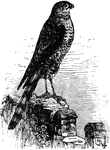 "Accipiter fuscus. Sharp-shinned Hawk. "Pigeon" Hawk. Above, dark plumbeous, slate-color, or bluish-gray, somewhat more fuscous on the wings and tail than on the body, the feathers of the hind-head with fleecy white bases, the scapulars with concealed white spots. Tail crossed by about 4 blackish bars, the first under the coverts, the last subterminal and broadest; extreme tips of the feathers white. Primaries also marked with blackish bars or spots, and whitening at their bases, in bars or indents of the inner webs. Under parts barred crosswise with rufous on a white ground, the bars on some parts cordate and connected along the shafts of the feathers, which are blackish; ear-coverts rufous; rufous mostly or entirely wanting on the cheeks, throat, and crissum, which are more or less finely pencilled with the black shafts of the feathers; crissum, however, often pure white. Axillars barred like other under parts; lining of wings white, with dusky spots." Elliot Coues, 1884