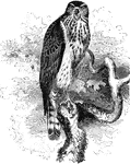 "Astur atricapillus. American Goshawk. Blue Hen Hawk (adult). Chicken Hawk (young). Adult: Above, dark bluish-slate color, each feather black-shafted; top of head blackish, conspicuously different from other upper parts, the feathers there with fleecy white bases; a long white superciliary or rather post-ocular stripe; auriculars blackish. Ground color of under parts, including lining of wings, white, closely barred or vermiculated in narrow zigzag lines with slaty-brown, except on throat and crissum, and everywhere sharply pencilled with blackish shaft-lines, one on each feather. The barring is largest and most regular on the belly, flanks, and tibiae, but is for the most part much dissipated in a fine mottling. It varies greatly in coarseness in different specimens, some of which approach A. palumbarius in this respect. Tail like back, banded with four or five blackish bars, the terminal one much the broadest. Bill dark bluish; iris yellowish; feet yellow, claws black." Elliot Coues, 1884