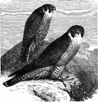 "Falco mexicanus. American Lanner Falcon. Prairie Flacon. A medium-sized species, distinguished from any gyrfalcon by the smaller size, different feathering of the tarsus etc., from the duck hawk by the general much lighter color, which is dull brownish above instead of dark slate, etc. Adult: Upper parts brownish-drab, each feather with a paler border of brown, grayish, or whitish; the top of the head more uniform, the occiput and nape showing more whitish. Under parts white, everywhere excepting on the throat marked with firm spots of dark brown, most linear on the breast, then more broadly oval on the belly, enlarging and tending to merge into bars on the flanks, very sparse or obsolete on the crissum, on the maxiliary region forming a broad firm moustache; these marking corresponding with the ground color of the upper parts. Primaries ashy-brown, with narrow but firm pale edging of outer webs and ends, the inner webs regularly marked with white in form of barred indents or circumscribed spots, most numerous and regular on the outer primaries; the white tinged with fulvous, next to the shafts; the outer web of the first primary either plain, or with whitish indents as in F. lanarius; outer webs of secondaries more or less marked with fulvous; axillars plain dark brown; lining of wings otherwise white, spotted with dark brown. Tail pale brownish-gray, nearly uniform, but with white tip, and more or less distinct barring or indenting with whitish, especially on the lateral feathers, producing a pattern not unlike that of the primaries. Bill mostly dark bluish horn-color, but its base, and much of under mandible, yellow; feet yellow." Elliot Coues, 1884