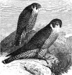 "Falco peregrinus. Peregrine Falcon. Duck Hawk. Great-footed Hawk. A medium-sized falcon, about as large as the foregoing, but known at a glance from any bird of N. Am. by the slaty-plumbeous or dark bluish-ash of the upper parts, the black "moustache," and other marks, taken with its particular size and shape. Wings stiff, long, thin, pointed by the 2d quill, supported nearly to its tip by 1st and 3d; 1st quill alone abruptly emarginate on inner web, this about 2 inches from its tip; none cut on outer webs. Tomium of upper mandible strongly toothed, of under mandible deeply notched. Tarsus feathered but a little way down in front, otherwise entirely reticulate; toes very long, giving great grasp to the talons. Adult: Above rich dark bluish-ash or slate-color, very variable, sometimes quite slaty-blackish, again much lighter bluish-slate; the tint pretty uniform, whatever it may be, over all the upper parts, but all the feathers with somewhat paler edges, and the larger ones for the most part obscurely barred with lighter and darker hues. Under parts at large varying from nearly pure white to a peculiar muddy buff color of different degrees of intensity; the throat and breast usually free from markings (or only with a few sharp shaft pencillings), and this white or light color mounting on the auriculars, so that it partly isolates a blackish moustache from the blackish of the side of the head; the under parts, except as said, and including the under wing- and tail-coverts closely and regularly barred, or less closely and more irregularly spotted, with blackish; the bars best pronounced on the flanks, tibiae, and crissum, other parts tending to spotting, which may extend forward to invade the breast (this is the rule in European birds, the exception, though not a rare one, in American birds). Tail and its upper coverts regularly and closely barred with blackish and ashy-gray, the interspacing best marked on the inner webs, and all the feathers narrowly tipped with white or whitish." Elliot Coues, 1884