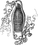 An illustration of a egg sack of a nursehound fish.