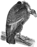 "Pseudogryphus californianus. California Condor. Adult: Blackish, the feathers with browner tips or edges, quite gray or even whitish on the wing-coverts and inner quills; primaries and tail-feathers black; axillars and lining of wings white; bill yellowish, reddening on cere, and skin of the head orange or reddish; iris said by some to be brown, by other carmine." Elliot Coues, 1884