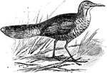 The mesites (Mesitornithidae) are a family of birds of uncertain affinities. They are smallish, near flightless birds endemic to Madagascar. Generally brownish with paler undersides, they are of somewhat pheasant-like appearance and were initially placed with the Galliformes. Most commonly, they are placed in the Gruiformes (cranes, rails and allies), but this has been disputed in more recent times. They are the only family with more than two species in which every species is threatened; all three are listed as vulnerable and are expected to decline greatly in the next 20 years.