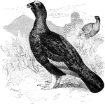 "Lagopus albus. Willow Grouse. Willow Ptarmigan. Bill very stout and convex, its depth at base as the distance from nasal fossa to tip; whole culmen 0.75; bill black at all seasons. Male in summer: The head and fore parts rich chestnut or orange-brown, more tawny-brown on back and rump; the richer brown parts sparsely, the tawny-brown more closely, barred with black; most of the wings and under parts remaining white. Female similar, wholly colored excepting the wings, the color more tawny than in the male, and more heavily, closely, and uniformly barred with black." Elliot Coues, 1884