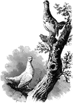 "Lagopus leucurus. White-tailed Ptarmigan. Rocky Mountain Snow Grouse. Male and Female in winter: Entirely snow-white; bill black, rather slender, and general size and proportions nearly as in L. rupestris. Male and female, in summer: Tail, most of the wing, and lower parts from the breast, remaining white; rest of the plumage minutely marked with black, white, and tawny or grayish-brown, varying in precise character almost with every specimen; but there is no difficulty in recognizing this whit-tailed species, of alpine distribution in Western N. A. from the Arctic regions to New Mexico (lat. 37 degrees)." Elliot Coues, 1884