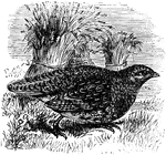 "Coturnix. Bill smaller and much slenderer than that of any of the foregoing genera of Odontophorinae; nasal fossae feathered, except on the tumid nasal scale. Wings of moderate length, little vaulted and not rounded, pointed by the 1st-3d quills, the 1st not shorter than the next. First primary emarginate on inner web; 2d and 3d sinuate on outer web. Tail extremely short and slight, not half as long as the wing, pointed, its feathers very soft, the central pair lanceolate. Feet small; tarsus shorter than middle toe and claw, slightly feathered above in front, with two rows of alternating large scutella in front, two rows of smaller rounded scales meeting in a ridge behind, the sides filled in with small plates. Size smaller than that of any of the foregoing species; pattern of coloration somewhat as in Ortyx; sexes nearly alike." Elliot Coues, 1884